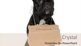  Presentation with adoption - Presentation design having lovely-french-bulldog-puppy-wearing background and a coral colored foreground