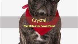  Presentation with puppy - PPT layouts having lovely-french-bulldog-puppy and a tawny brown colored foreground