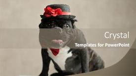  Presentation with young man wearing a hat - Beautiful slide deck featuring lovely french bulldog wearing hat sitting and looking away on gray background backdrop and a gray colored foreground