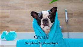  Presentation with tub - Amazing PPT layouts having lovely-french-bulldog backdrop and a teal colored foreground