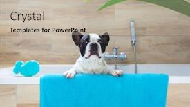  Presentation with tub - Colorful slide deck enhanced with lovely-french-bulldog backdrop and a mint green colored foreground