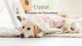  Presentation with golden light - PPT theme enhanced with lovely-golden-retriever-dog-lying background and a lemonade colored foreground