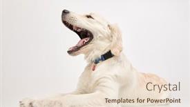  Presentation with puppy - PPT layouts having lovely-golden-retriever-puppy-lies background and a lemonade colored foreground