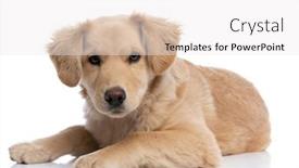 Presentation with golden - Beautiful presentation design featuring lovely-golden-retriever-puppy backdrop and a white colored foreground