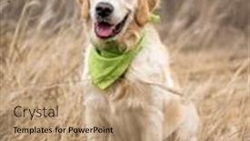  Presentation with golden - Amazing presentation design having lovely-golden-retriever-with-green backdrop and a coral colored foreground