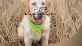  Presentation with golden - Presentation theme with lovely-golden-retriever-with-green background and a coral colored foreground