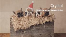  Presentation with vintage christmas - PPT theme consisting of lovely-group-of-five background and a coral colored foreground