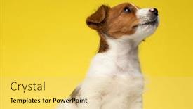  Presentation with russell - Presentation theme featuring lovely-jack-russell-terrier-curiously background and a yellow colored foreground