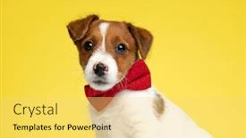  Presentation with russell - Theme consisting of lovely-jack-russell-terrier-wearing background and a yellow colored foreground