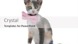  Presentation with forward - Theme with lovely kitten looking forward while wearing a pink bowtie and sitting on white studio background background and a white colored foreground