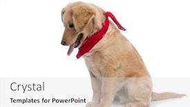  Presentation with dog - Amazing presentation design having lovely-labrador-retriever-dog backdrop and a light gray colored foreground