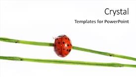  Presentation with lady - Presentation theme having lovely lady bug on flora background and a white colored foreground
