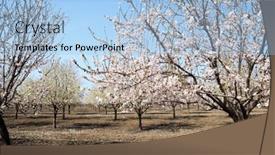  Presentation with almond - Slide set enhanced with lovely-large-grove-of-flowering background and a  colored foreground