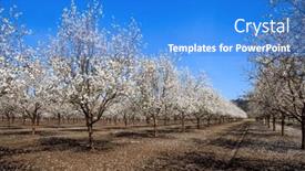  Presentation with almond - Presentation theme having lovely-large-grove-of-flowering background and a teal colored foreground