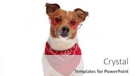  Presentation with russell - Presentation design enhanced with lovely-little-jack-russell-terrier background and a white colored foreground