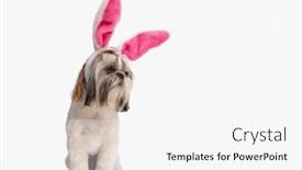  Presentation with bunny - Presentation theme having lovely-little-shih-tzu-dog background and a white colored foreground