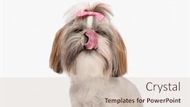  Presentation with tongue - 