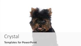  Presentation with dog - PPT theme having lovely-little-yorkie-dog-looking background and a  colored foreground