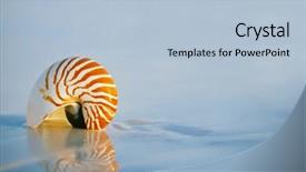  Presentation with sea shell - Beautiful presentation featuring lovely nautilus shell on a still sea ocean beach and reflection backdrop and a light blue colored foreground