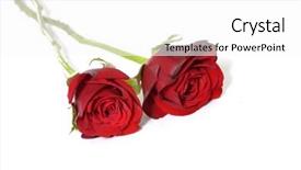  Presentation with roses - Amazing PPT theme having lovely pair of red roses backdrop and a  colored foreground