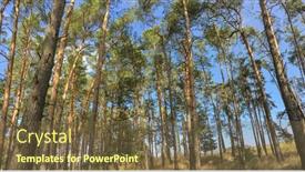  Presentation with image resolution - Slide deck having lovely-pine-forest-panoramic-image background and a tawny brown colored foreground
