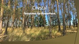  Presentation with image resolution - Audience pleasing PPT theme consisting of lovely-pine-forest-panoramic-image backdrop and a tawny brown colored foreground