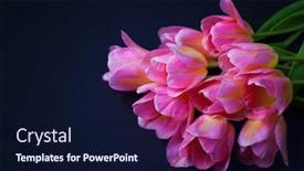  Presentation with pink black - Cool new slide set with lovely-pink-tulips-on-black backdrop and a wine colored foreground