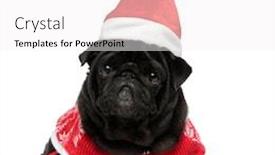  Presentation with pair eyes looking down - Slide set having lovely pug laying down background and a sky blue colored foreground