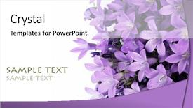  Presentation with purple flowers - Cool new presentation theme with lovely purple flowers against white backdrop and a white colored foreground