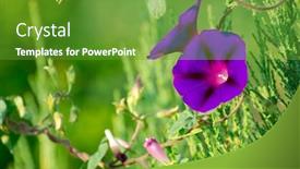  Presentation with purple green - Slide deck with lovely-purple-flowers-on-green background and a tawny brown colored foreground