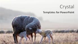  Presentation with sheep - Presentation design with lovely-scene-with-sheep background and a white colored foreground