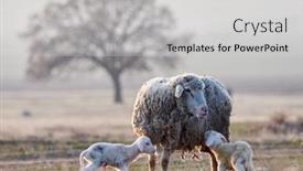  Presentation with sheep - Presentation design with lovely-scene-with-sheep background and a light gray colored foreground