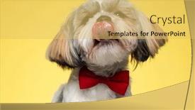  Presentation with puppy - Audience pleasing theme consisting of lovely-shih-tzu-puppy-licking backdrop and a yellow colored foreground