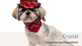  Presentation with puppy - PPT layouts enhanced with lovely-shih-tzu-puppy-wearing background and a soft green colored foreground
