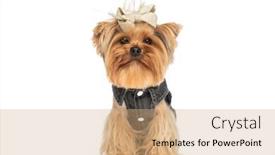  Presentation with clothing wooden clothes hanger object - PPT layouts having lovely-small-yorkie-dog-wearing background and a  colored foreground
