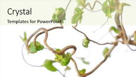  Presentation with flora florish - Amazing presentation design having lovely spring flora against white background shallow depth of field backdrop and a soft green colored foreground