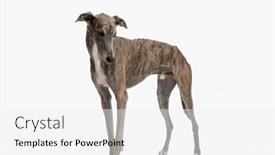  Presentation with puppy english cocker spaniel - Theme having lovely-thin-english-hound-puppy background and a white colored foreground