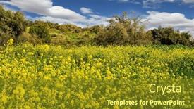 Presentation with clean air - Presentation consisting of lovely-yellow-flowers-of-colza background and a  colored foreground