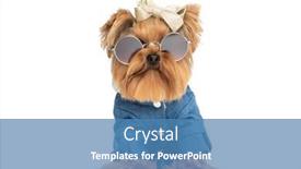  Presentation with cool - Presentation theme featuring lovely-yorkie-dog-with-cool background and a teal colored foreground