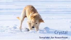  Presentation with golden standard - Colorful PPT theme enhanced with lovely-young-golden-retriever-dog backdrop and a sky blue colored foreground