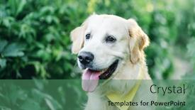  Presentation with green nature - Amazing slide set having lovely-young-golden-retriever-dog backdrop and a ocean colored foreground