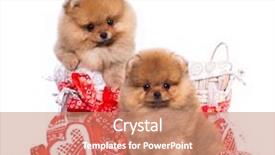  Presentation with lover - PPT theme with lover valentine havanese puppy dog with a red heart background and a coral colored foreground