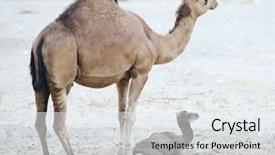  Presentation with baby animals - PPT theme with aerial views - russian village shooting from the helicopter background and a violet colored foreground