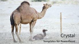  Presentation with mother and baby - Slides with loving camel mother and baby background and a light gray colored foreground