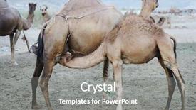  Presentation with camel - PPT layouts with loving camel mother and baby background and a gray colored foreground