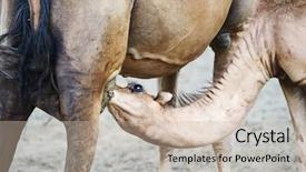  Presentation with camel - Theme having chameleon on the wall and old wall background and a mint green colored foreground