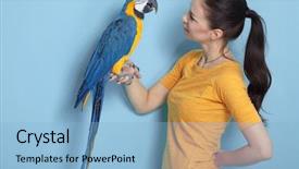  Presentation with parrot - Slide set enhanced with woman with her domestic ara background and a light blue colored foreground