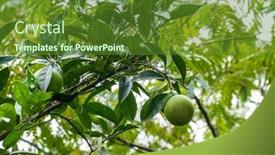  Presentation with lime - PPT layouts featuring low-angle-of-ripe-lime background and a  colored foreground
