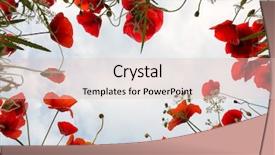  Presentation with poppies - Amazing presentation design having low angle view into poppies backdrop and a lemonade colored foreground