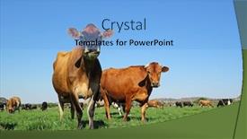  Presentation with dairy - Beautiful theme featuring low-angle view of dairy cows grazing on lush green pasture against a clear blue sky backdrop and a light blue colored foreground